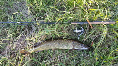 Northern Pike, 2.5 kg — Kulių III-asis