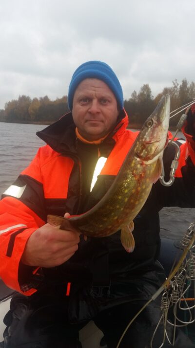 Northern Pike — Angirių
