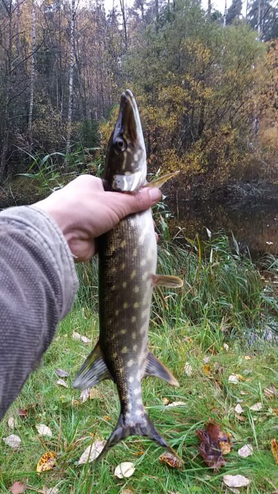 Northern Pike ×3