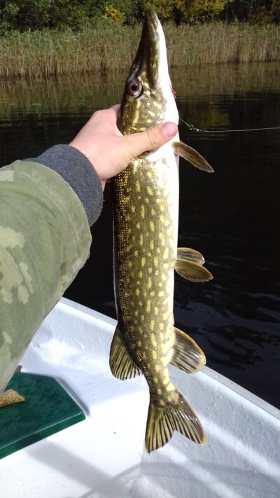Northern Pike, 1.5 kg — Jauriukas