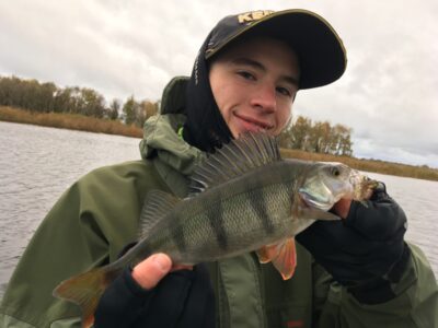 Eurasian perch