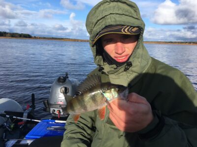 Eurasian perch