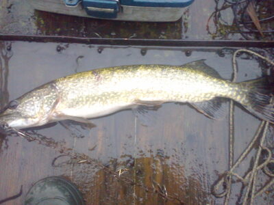 Northern Pike, 1.9 kg — Kretuonas