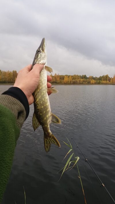 Northern Pike ×2