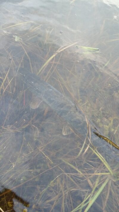 Northern Pike, 3.0 kg