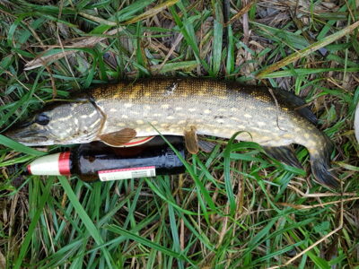 Northern Pike, 2.3 kg