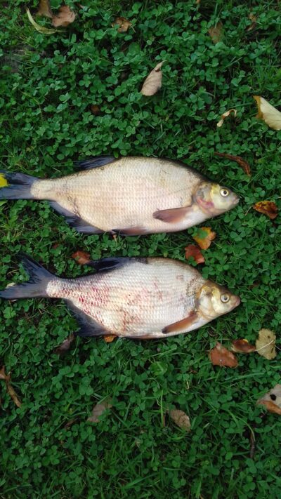 Carp bream ×2