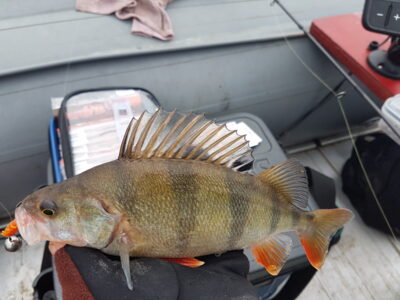 Eurasian perch