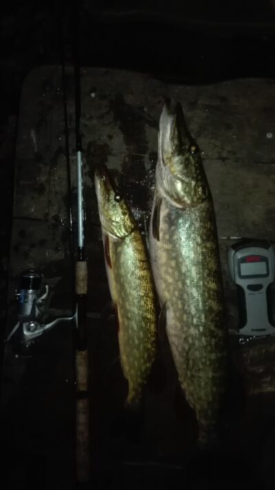 Northern Pike ×2 — Aisetas