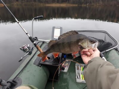Eurasian perch, 0.7 kg