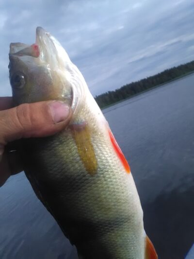 Eurasian perch