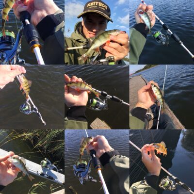Eurasian perch ×45