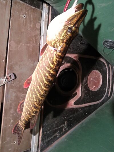 Northern Pike, 1.3 kg