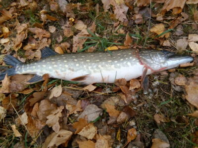 Northern Pike, 1.7 kg