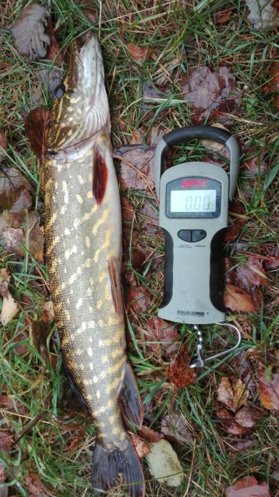 Northern Pike, 1.0 kg — Kiaunas