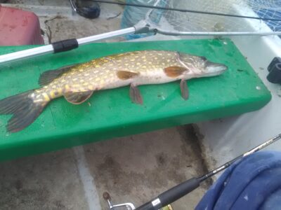 Northern Pike
