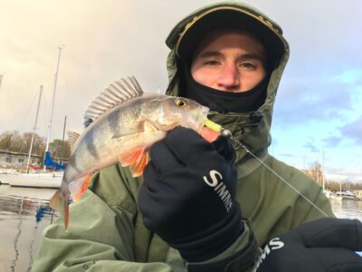 Eurasian perch