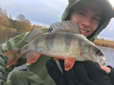 Eurasian perch