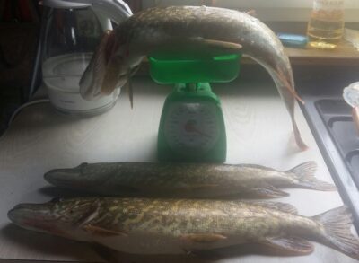 Northern Pike