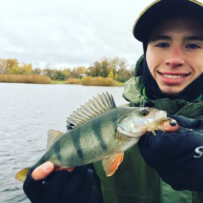 Eurasian perch