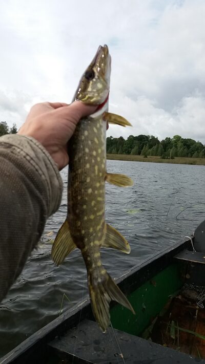 Northern Pike ×3