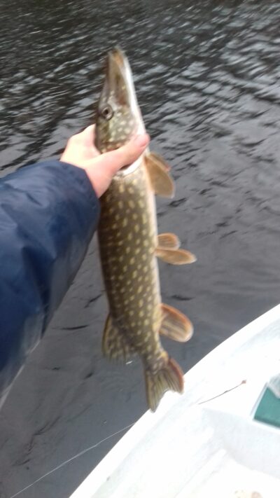 Northern Pike, 1.0 kg