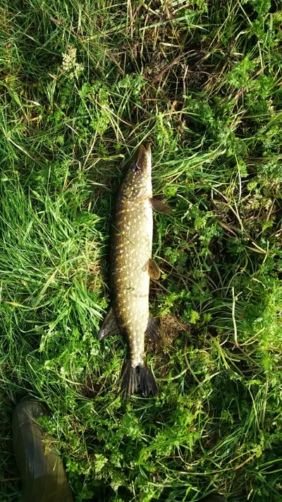 Northern Pike ×2