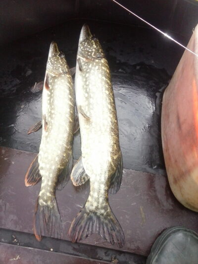 Northern Pike ×2