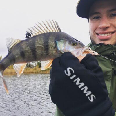 Eurasian perch