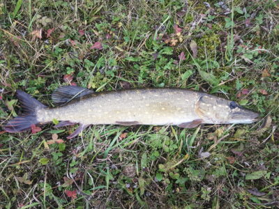 Northern Pike, 1.7 kg