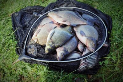 Carp bream — Sartai