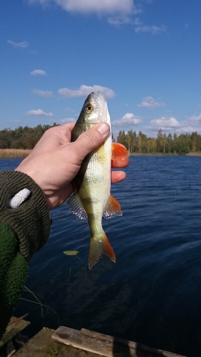 Northern Pike ×2