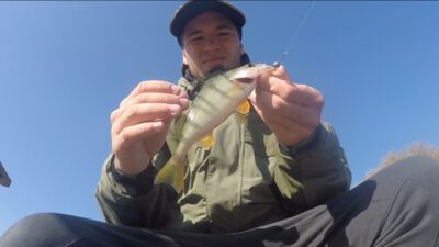 Eurasian perch