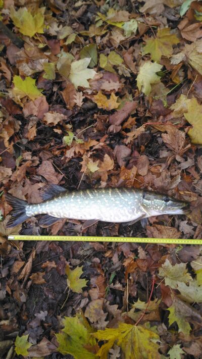 Northern Pike — Lėvuo