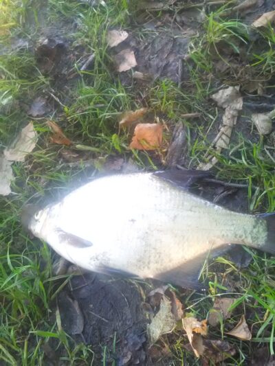 Carp bream