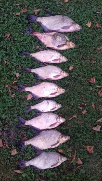 Carp bream ×10