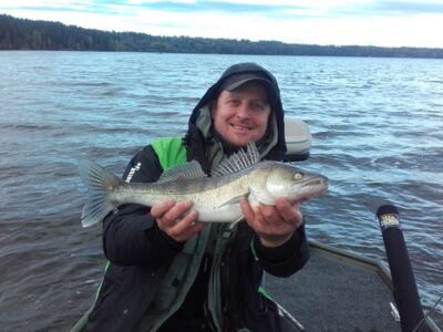 Pike perch, 1.1 kg