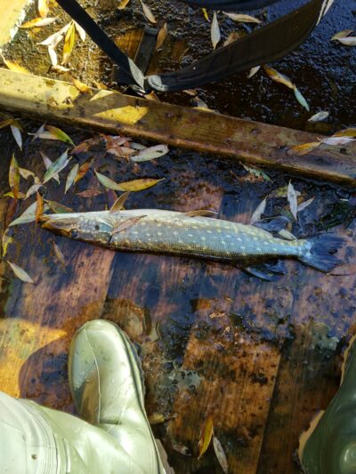 Northern Pike — Kilučių
