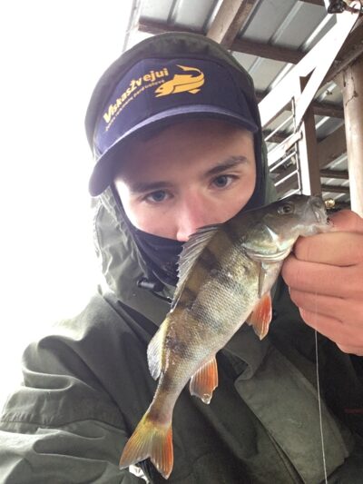 Eurasian perch