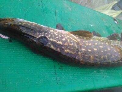 Northern Pike
