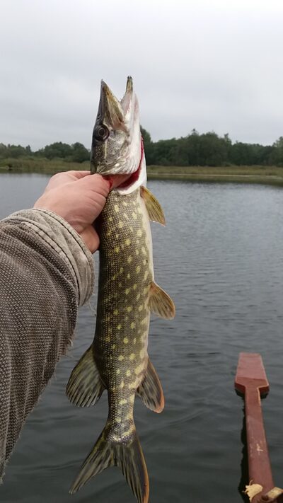 Northern Pike ×2