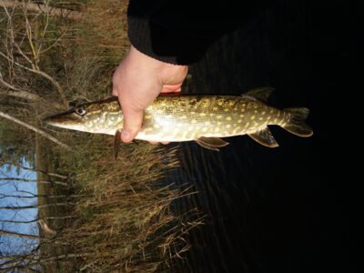 Northern Pike — Gilužis