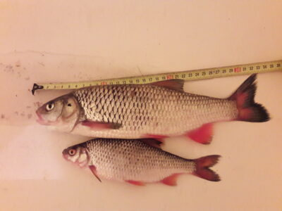 chub, 0.5 kg — Kražantė