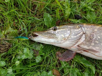 Northern Pike, 2.5 kg