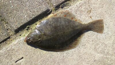 European flounder