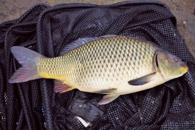 Carp — Sartai
