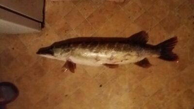 Northern Pike, 3.2 kg