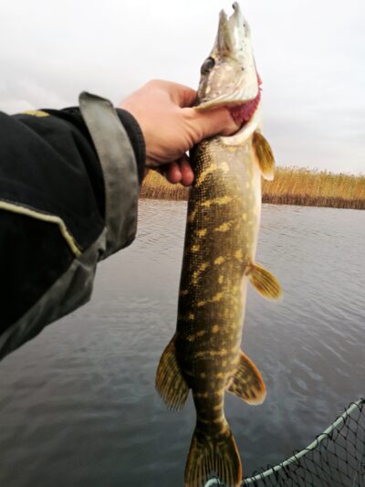 Northern Pike, 1.0 kg