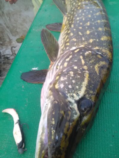 Northern Pike, 5.0 kg