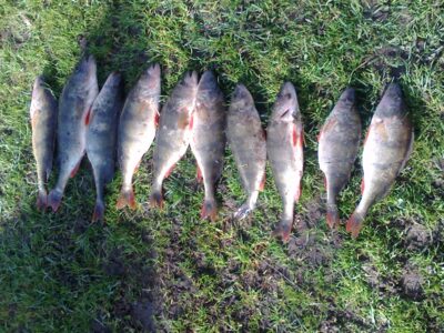 Eurasian perch
